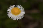 Oakleaf fleabane